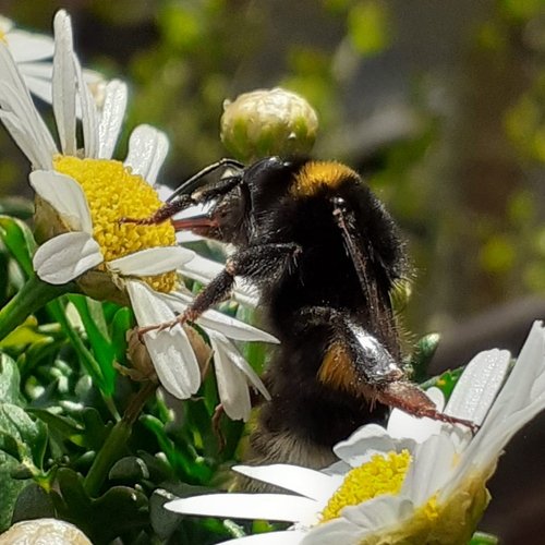 Hummel auf einer Blume