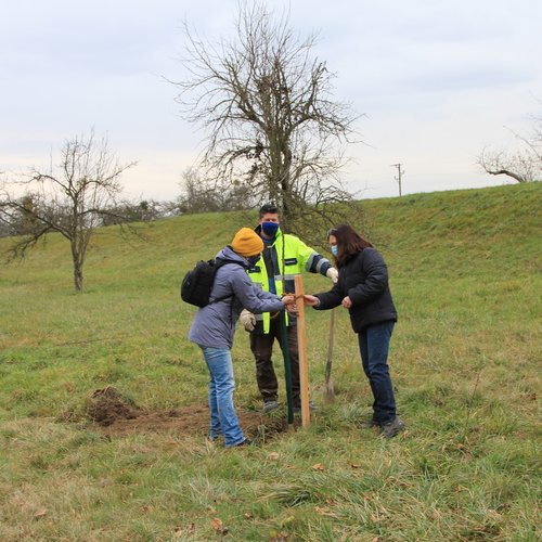 Baumpflanzaktion in Dettenheim