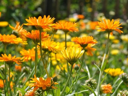 Ringelblume in Nahaufnahme