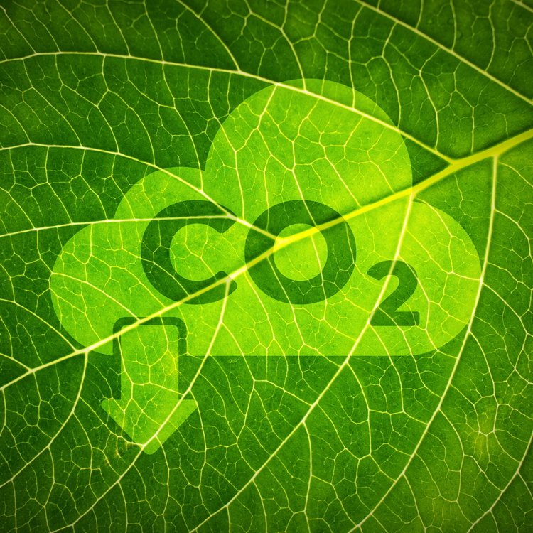 Ein grünes Blatt mit einer aufgedruckten Wolke und "CO2", aus der ein Pfeil nach unten zeigt, als Symbol für Klimaneutralität.