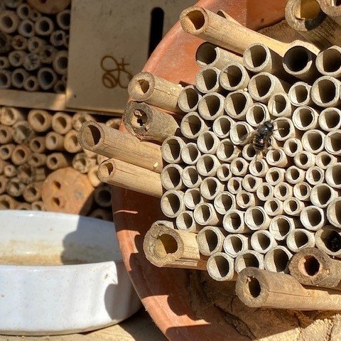 Bastrohre, Schilf und Holzstöcke für den Bau eines Wildbienenhotels