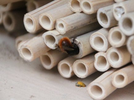 Widlbienenhotel der Erdgas Südwest; zu sehen ist eine Biene wie sie sich ihren Weg durch das Röhrensystem bahnt