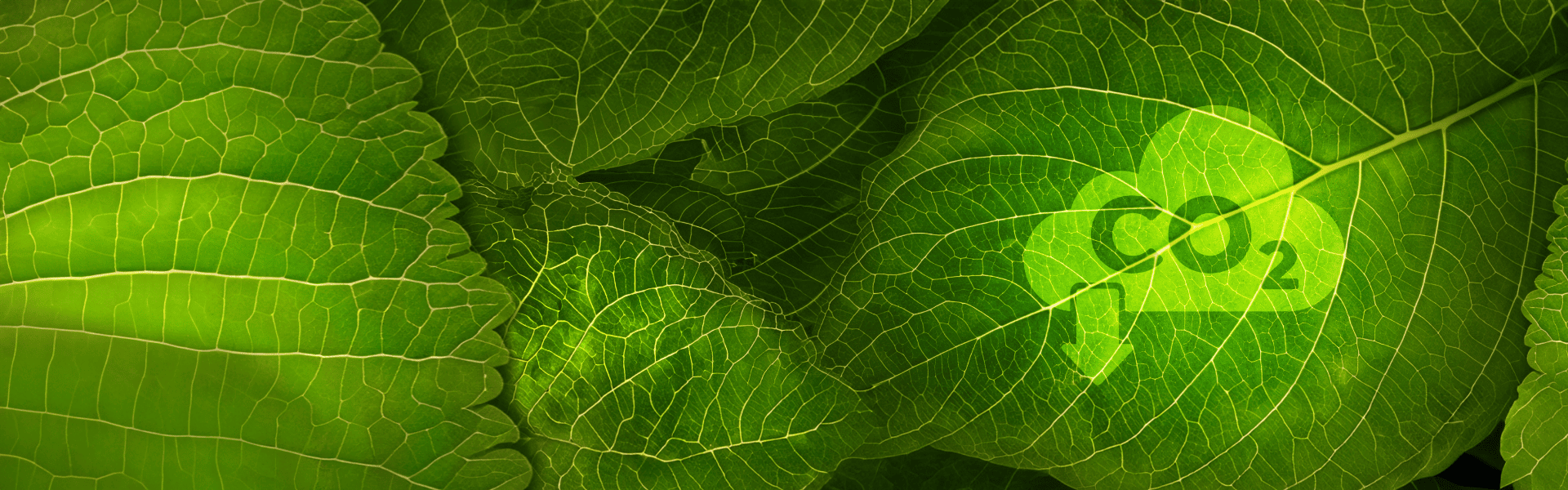 Ein grünes Blatt mit einer aufgedruckten Wolke und "CO2", aus der ein Pfeil nach unten zeigt, als Symbol für Klimaneutralität.