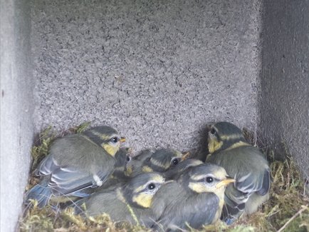 Mehrere kleine Vögel sitzen in einem Nistkasten der Erdgas Südwest.