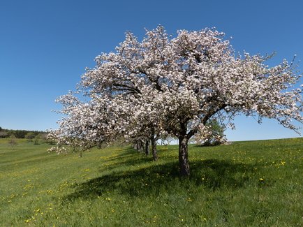 Streuobstpflegetage und Obstbaumsanierung des LOGL e.V bei der Erdgas Südwest