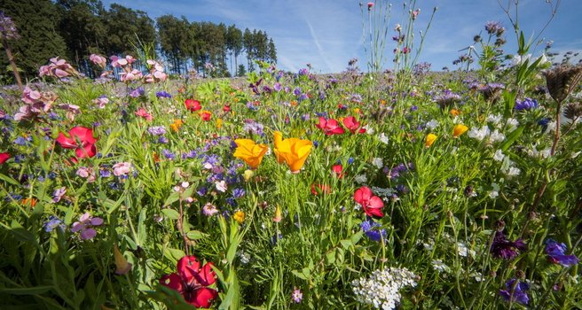 Erdgas Südwest Blühwiese mit vielen bunten Wildblumen