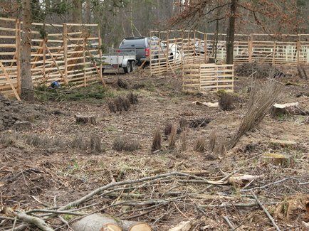 Zu sehen sind Helfer und Mitarbeiter der Erdgas Südwest beim Pflanzen eines Baumes