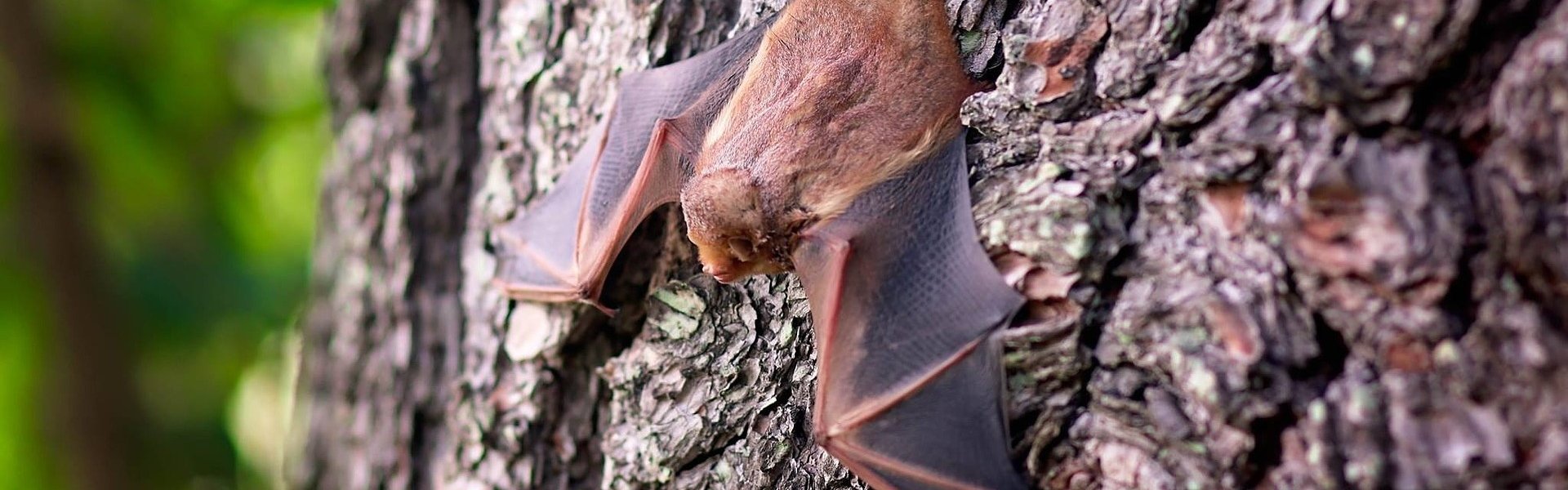 Fledermaus an einem Baumstamm