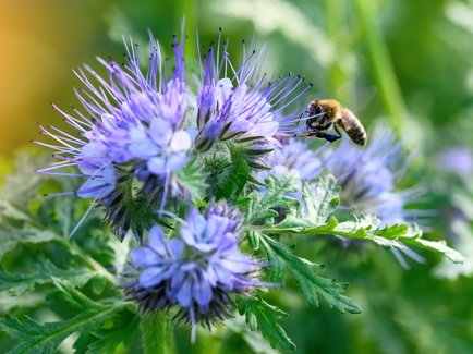 Zu sehen ist eine Phacelia Pflanze die gerade von einer Biene angesteuert wird