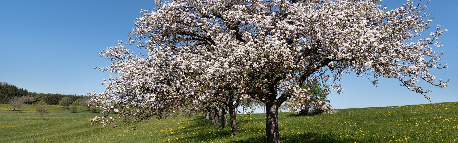 Streuobstpflegetage und Obstbaumsanierung des LOGL e.V bei der Erdgas Südwest