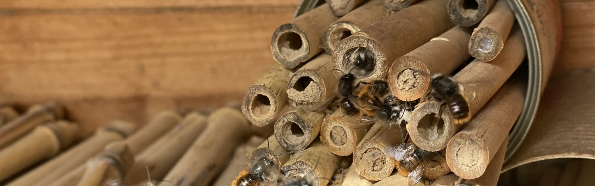 Nahaufnahme von Wildbienen in einem der Wildbienenhotels der Erdgas Südwest.