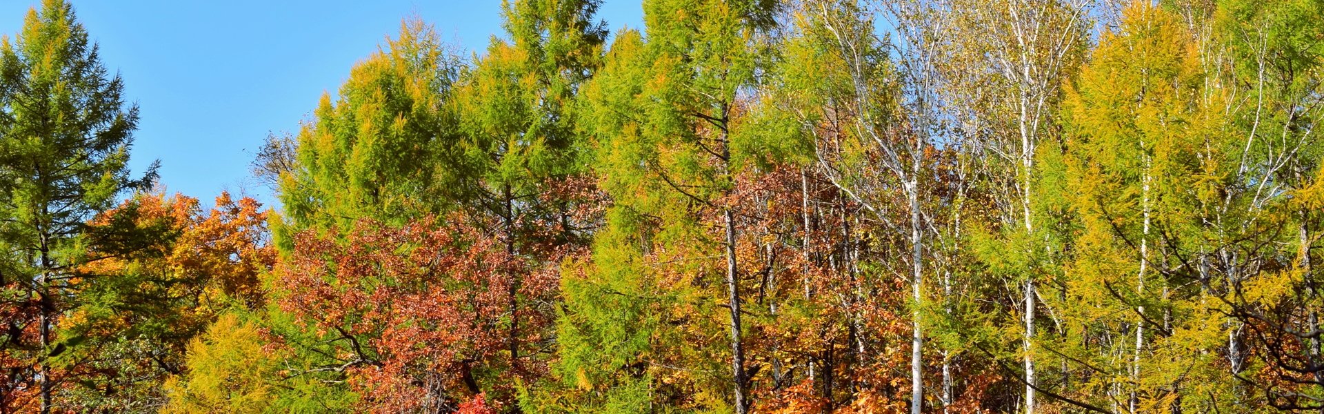 Natürlicher Laubwald im Herbst mit unterschiedlich eingefärbten Blättern