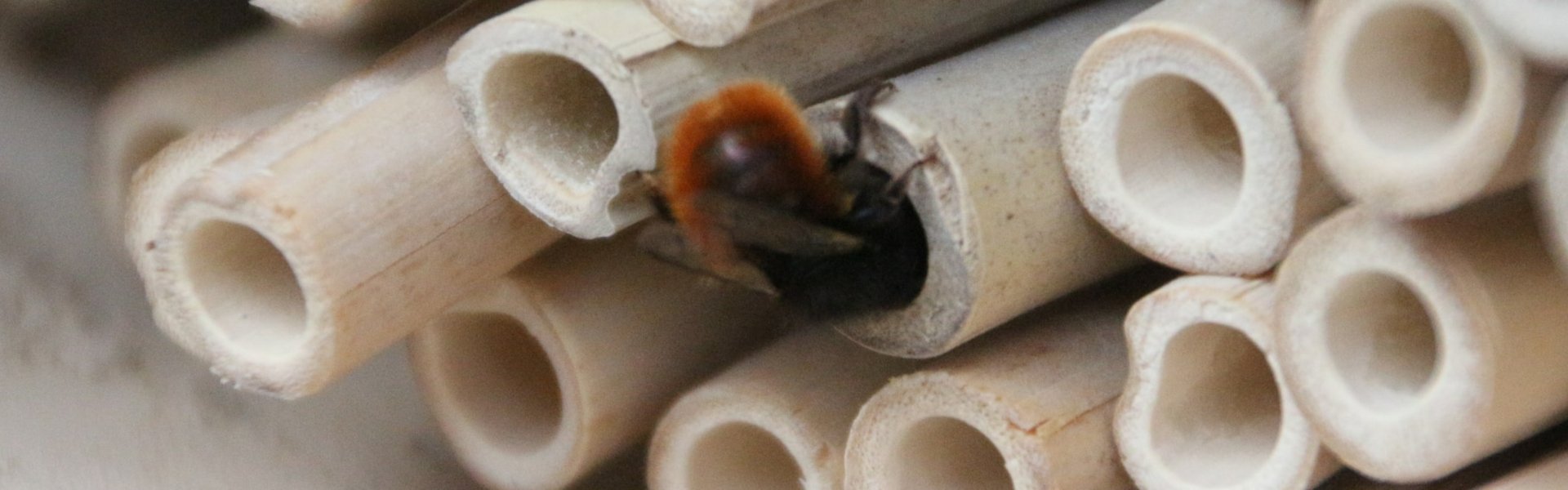 Nahaufnahme einer Wildbienen in einem der Wildbienenhotels der Erdgas Südwest.
