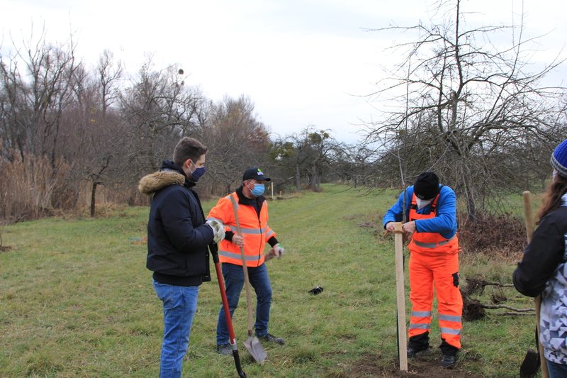 Baumpflanzaktion in Dettenheim