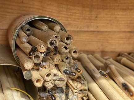 Nahaufnahme von Wildbienen in einem der Wildbienenhotels der Erdgas Südwest.