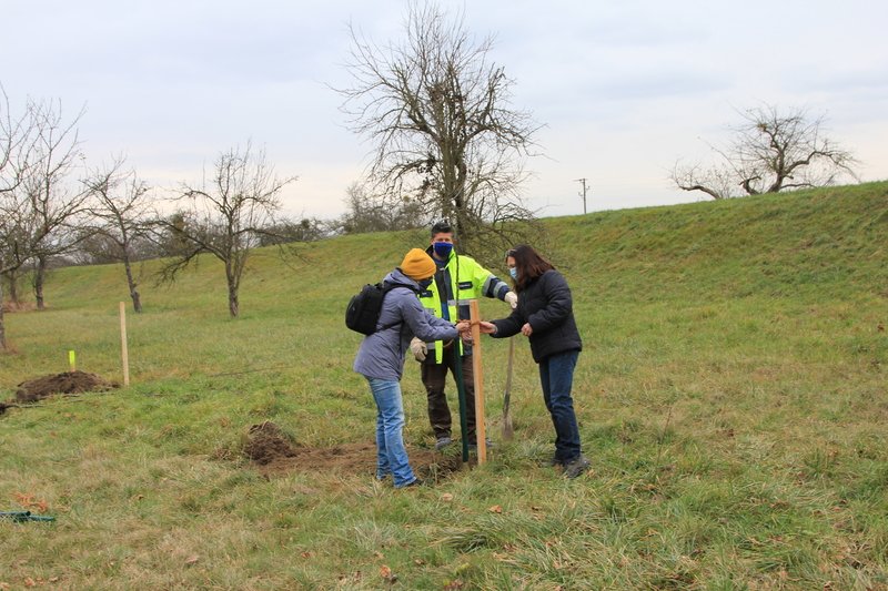 Baumpflanzaktion in Dettenheim