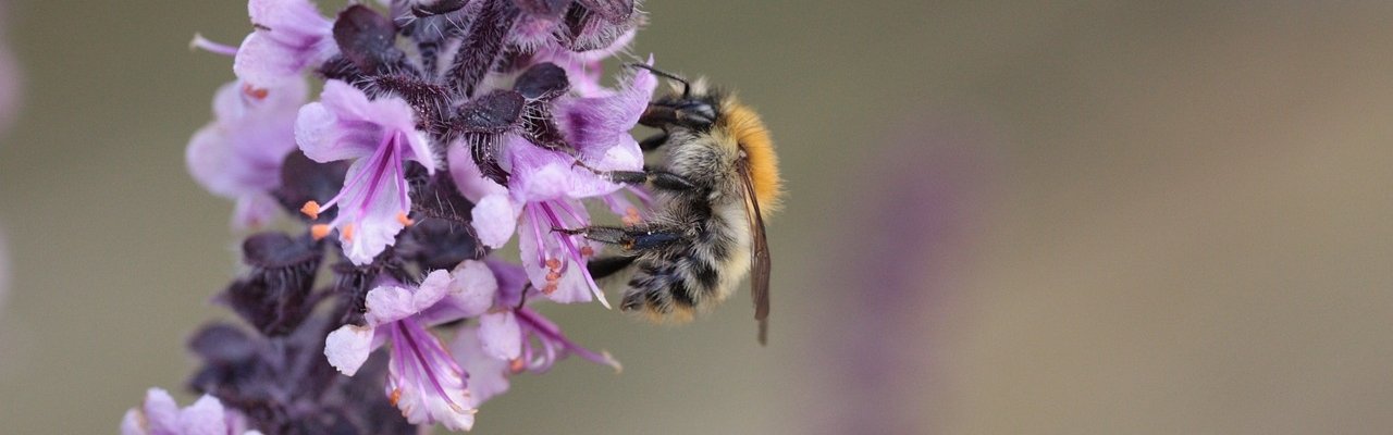 Eine Wildbiene bestäubt eine Blume.