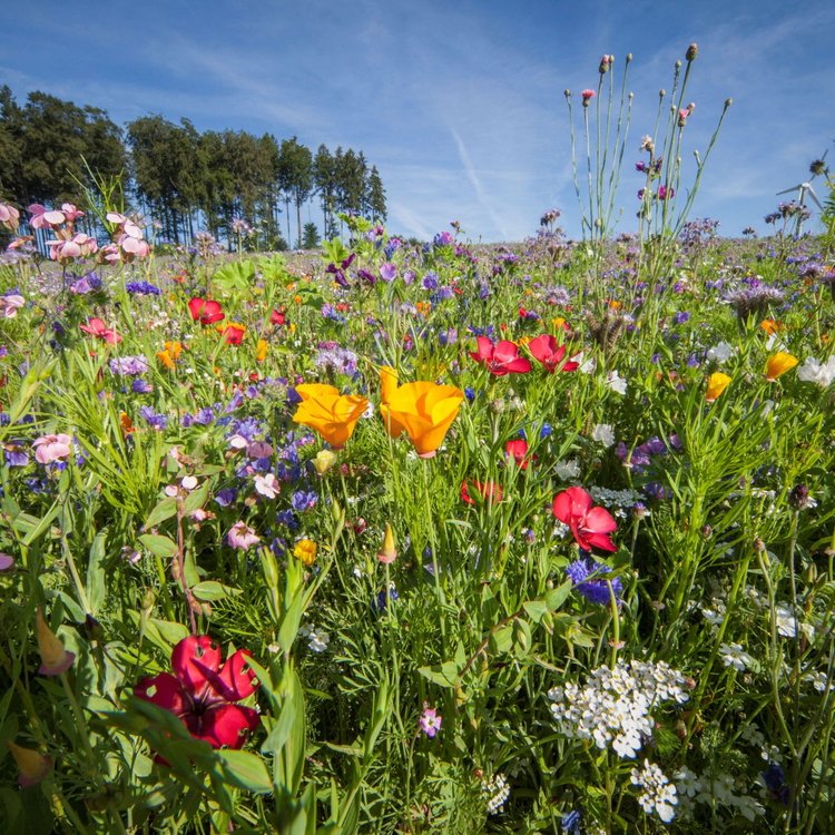 Erdgas Südwest Blühwiese mit vielen bunten Wildblumen