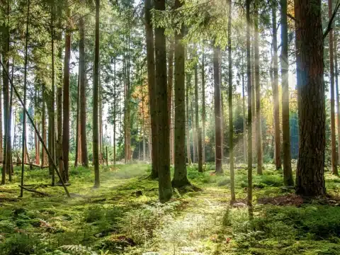 Nachhaltiger Wald im Schwarzwald für Klimaschutz
